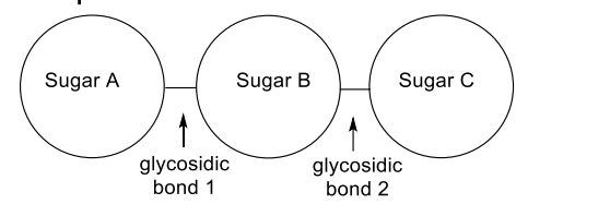 Sugar A
Sugar B
Sugar C
glycosidic
bond 1
glycosidic
bond 2
