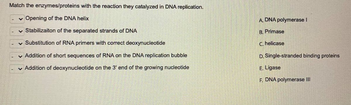 Match the enzymes/proteins with the reaction they catalyzed in DNA replication.
v Opening of the DNA helix
A. DNA polymerase I
Stabilizaiton of the separated strands of DNA
B. Primase
v Substitution of RNA primers with correct deoxynucleotide
C. helicase
v Addition of short sequences of RNA on the DNA replication bubble
D. Single-stranded binding proteins
v Addition of deoxynucleotide on the 3' end of the growing nucleotide
E. Ligase
F. DNA polymerase lII
