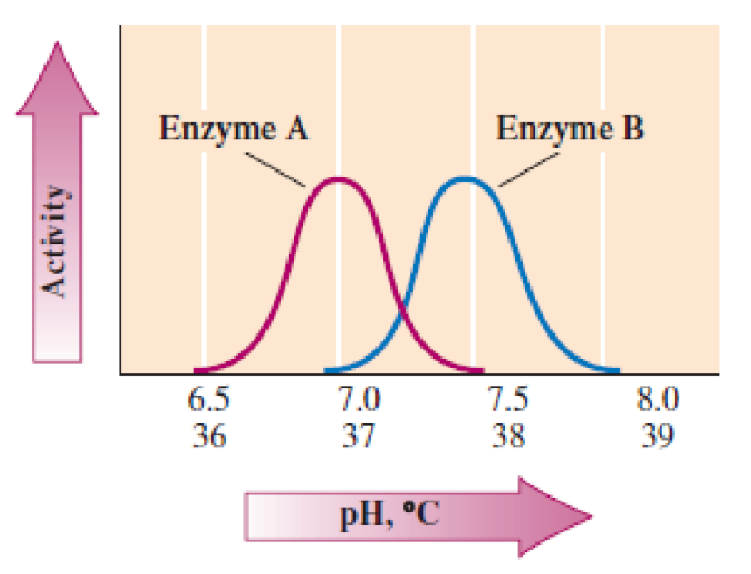 Enzyme A
Enzyme B
6.5
36
7.0
37
7.5
38
8.0
39
pH, °C
Activity
