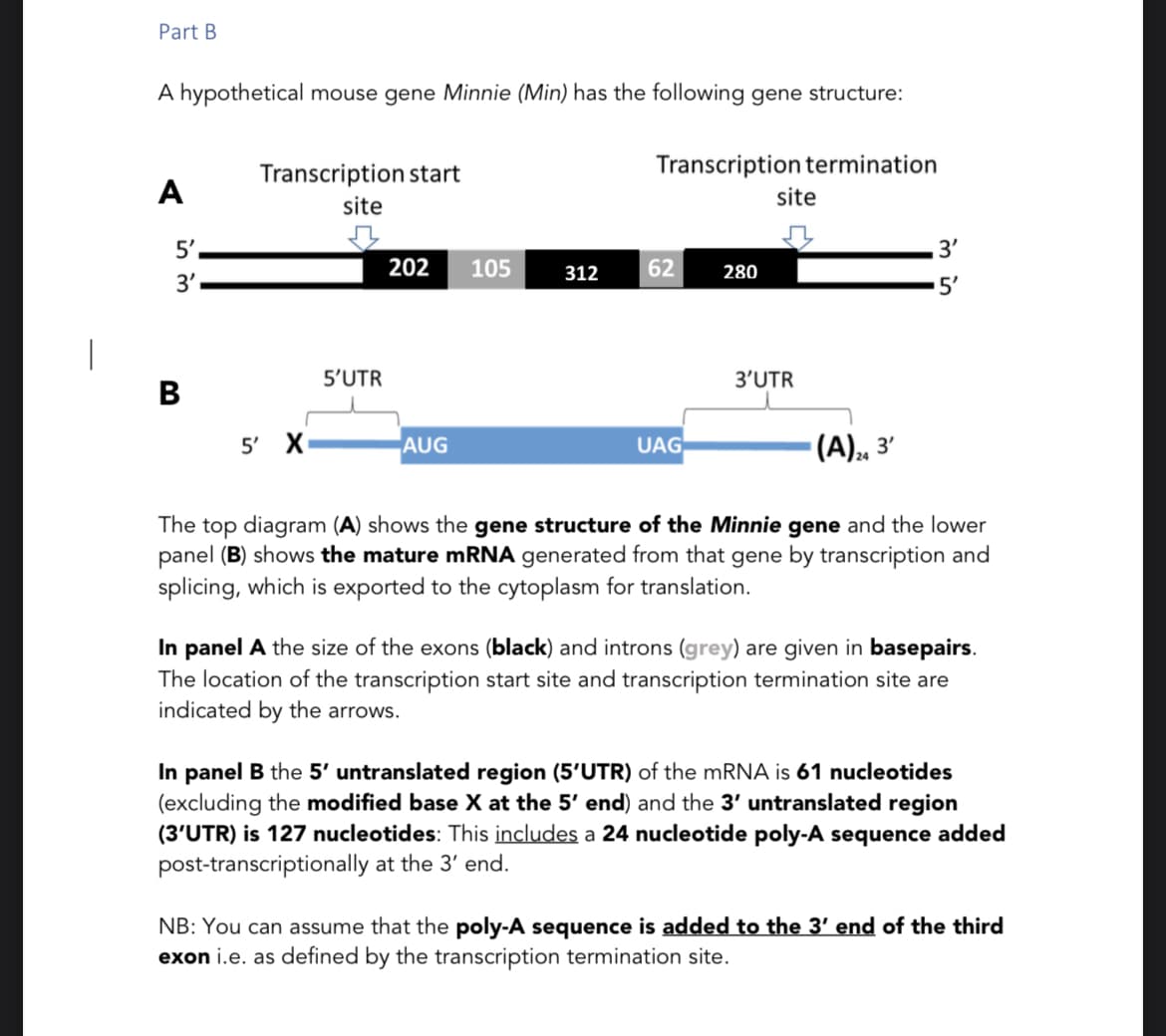 Part B
A hypothetical mouse gene Minnie (Min) has the following gene structure:
A
5',
3'
B
Transcription start
site
5' X₁
5'UTR
202 105
AUG
312
Transcription termination
62
UAG
280
site
3'UTR
3'
5'
(A) 24 3′
The top diagram (A) shows the gene structure of the Minnie gene and the lower
panel (B) shows the mature mRNA generated from that gene by transcription and
splicing, which is exported to the cytoplasm for translation.
In panel A the size of the exons (black) and introns (grey) are given in basepairs.
The location of the transcription start site and transcription termination site are
indicated by the arrows.
In panel B the 5' untranslated region (5'UTR) of the mRNA is 61 nucleotides
(excluding the modified base X at the 5' end) and the 3' untranslated region
(3′UTR) is 127 nucleotides: This includes a 24 nucleotide poly-A sequence added
post-transcriptionally at the 3' end.
NB: You can assume that the poly-A sequence is added to the 3′ end of the third
exon i.e. as defined by the transcription termination site.