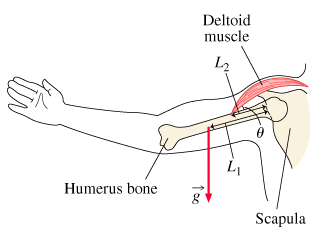 Humerus bone
Deltoid
muscle
4₂2
100
4₁
Scapula