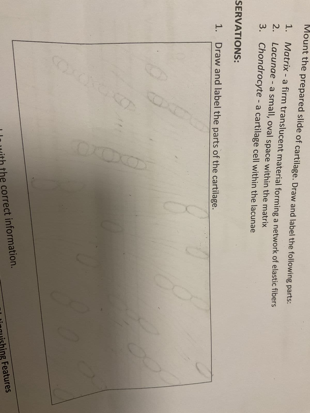 Mount the prepared slide of cartilage. Draw and label the following parts:
1. Matrix - a firm translucent material forming a network of elastic fibers
2. Lacunae - a small, oval space within the matrix
3. Chondrocyte - a cartilage cell within the lacunae
SERVATIONS:
1. Draw and label the parts of the cartilage.
DO
D
I In with the correct information.
inquishing Features