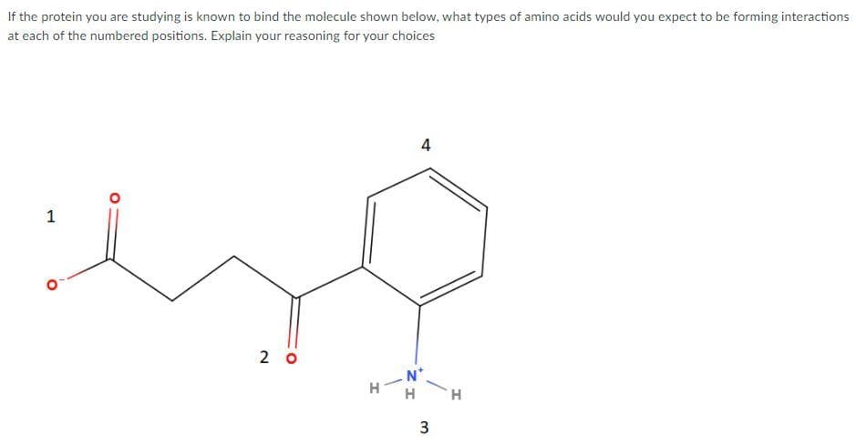 If the protein you are studying is known to bind the molecule shown below, what types of amino acids would you expect to be forming interactions
at each of the numbered positions. Explain your reasoning for your choices
2 0
N*
H-
H
H.
4.
3.
1,
