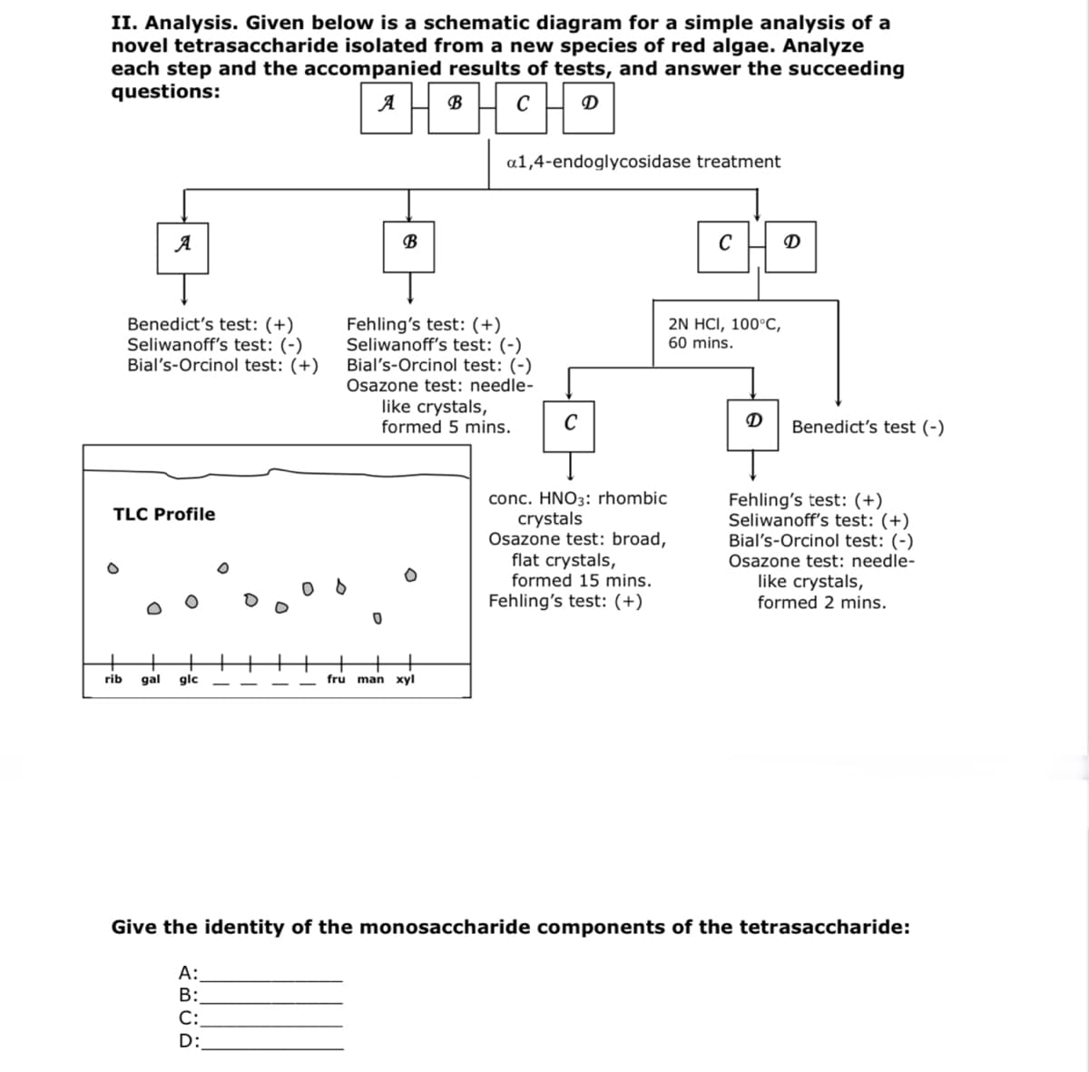 II. Analysis. Given below is a schematic diagram for a simple analysis of a
novel tetrasaccharide isolated from a new species of red algae. Analyze
each step and the accompanied results of tests, and answer the succeeding
questions:
A
B
C
D
a1,4-endoglycosidase treatment
A
B
C
D
Benedict's test: (+)
Seliwanoff's test: (-)
Bial's-Orcinol test: (+)
Fehling's test: (+)
Seliwanoff's test: (-)
Bial's-Orcinol test: (-)
Osazone test: needle-
2N HCI, 100°C,
60 mins.
like crystals,
formed 5 mins.
Benedict's test (-)
conc. HNO3: rhombic
crystals
Osazone test: broad,
flat crystals,
formed 15 mins.
Fehling's test: (+)
Fehling's test: (+)
Seliwanoff's test: (+)
Bial's-Orcinol test: (-)
Osazone test: needle-
TLC Profile
like crystals,
formed 2 mins.
rib
gal
glc
fru man
xyl
Give the identity of the monosaccharide components of the tetrasaccharide:
A:
B:
C:
D:
