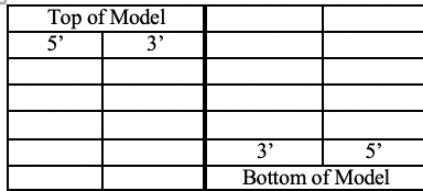 Top of Model
5'
3'
3'
5'
Bottom of Model
