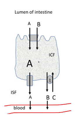 Lumen of intestine
А В
ICF
A
ISF
A
вс
blood
ATP
