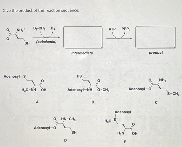Give the product of this reaction sequence:
NH₂*
SH
Adenosyl-S
Bg-CH3 Bg
(cobalamin)
H₂C-NH OH
A
intermediate
Adenosyl-O
OHN-CH₂
HS
Adenosyl-NH O-CH₂
SH
ATP PPP₁
B
Adenosyl
H₂C-S+
H₂N
E
Adenosyl-O
product
OH
C
NH₂
S-CH₂