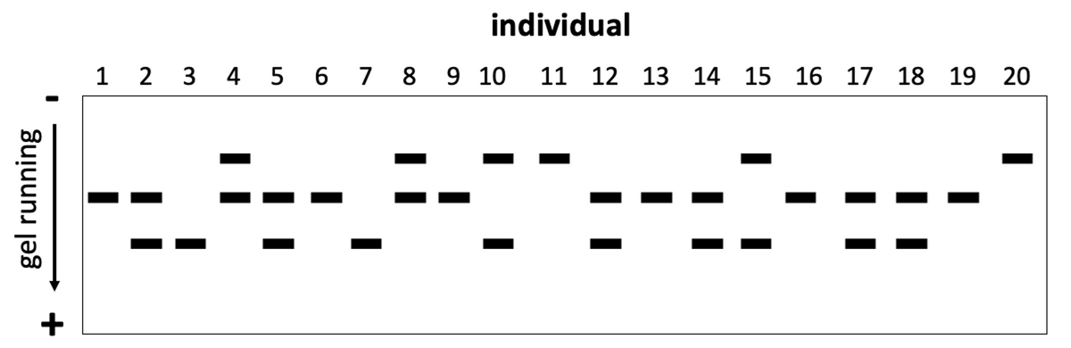 individual
1 2 3 4 5 6 7 8 9 10
11 12 13 14 15 16 17 18 19 20
+
gel running
