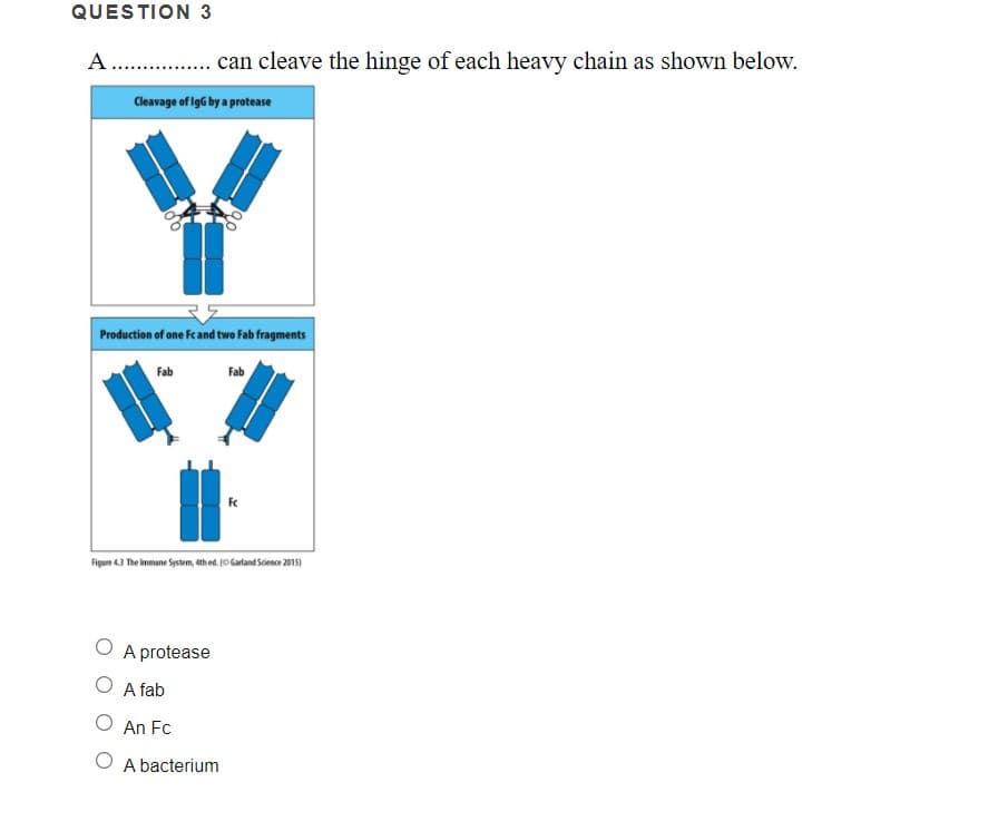 QUESTION 3
A. . can cleave the hinge of each heavy chain as shown below.
Cleavage of IgG by a protease
Production of one Fc and two Fab fragments
Fab
Fab
Figure 4.3 The immune System, eth ed. (O Garland Scence 2015)
A protease
O A fab
O An Fc
O A bacterium
