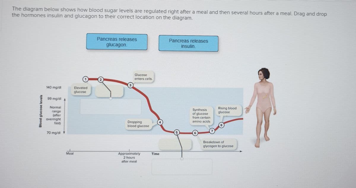 The diagram below shows how blood sugar levels are regulated right after a meal and then several hours after a meal. Drag and drop
the hormones insulin and glucagon to their correct location on the diagram.
Blood glucose levels
140 mg/dl
99 mg/dl
overnight
70 mg/dl Y
glucose
Pancreas releases
glucagon.
Glucose
enters cells.
Dropping
blood glucose
Approximately
2 hours
after meal
Time
Pancreas releases
insulin.
Synthesis
of glucose
from certain
amino acids
Rising blood
glucose
Breakdown of
glycogen to glucose
