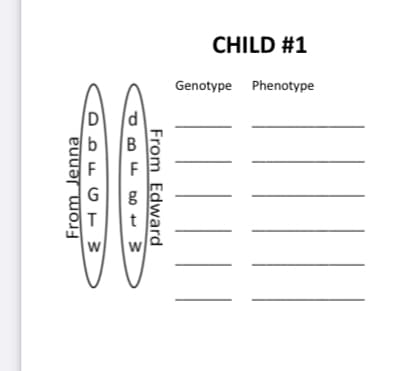 CHILD #1
Genotype Phenotype
From Edward
From Jenna
