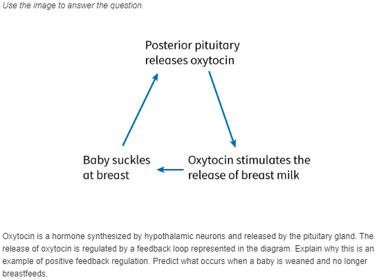 Use the image to answer the question.
Posterior pituitary
releases oxytocin
Baby suckles
at breast
Oxytocin stimulates the
release of breast milk
Oxytocin is a hormone synthesized by hypothalamic neurons and released by the pituitary gland. The
release of oxytocin is regulated by a feedback loop represented in the diagram. Explain why this is an
example of positive feedback regulation. Predict what occurs when a baby is weaned and no longer
breastfeeds.
