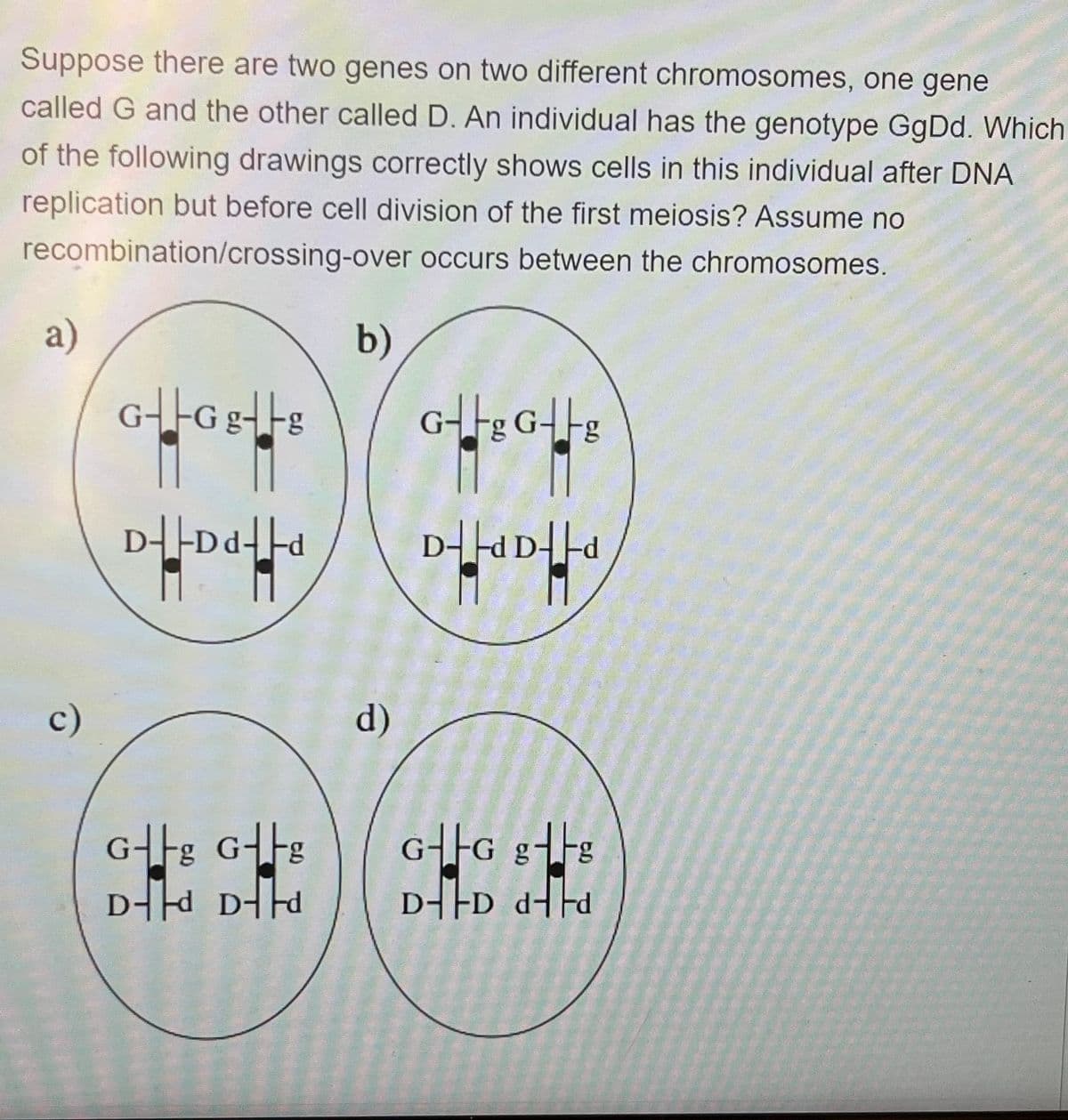 Suppose there are two genes on two different chromosomes, one gene
called G and the other called D. An individual has the genotype GgDd. Which
of the following drawings correctly shows cells in this individual after DNA
replication but before cell division of the first meiosis? Assume no
recombination/crossing-over occurs between the chromosomes.
a)
G|GgTg
11
11
D--Da-d
1 N
Gg Gg
D-d Dd
b)
d)
G+gGg
7/2007
D-d D-d
GG gtg
DD dd
