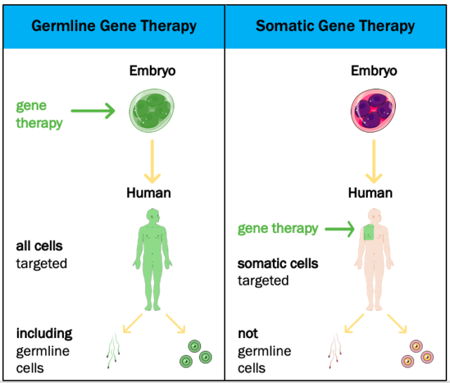 Germline Gene Therapy
Somatic Gene Therapy
Embryo
Embryo
gene
therapy
all cells
targeted
including
germline
cells
Human
gene therapy
somatic cells
targeted
not
germline
cells
Human