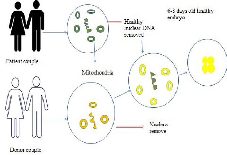 M
Patient couple
W
Donor couple
0
O
Healthy
nuclear DNA
removed
6-8 days old healthy
embryo
Mitochondria
Nucleus
remove