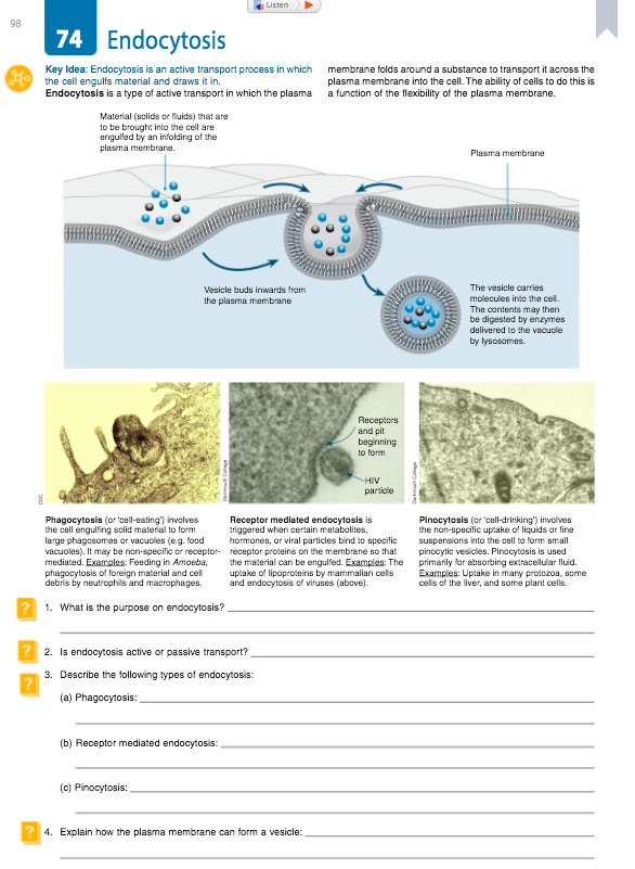 Listen
98
74 Endocytosis
Key Idea: Endocytosis is an active transport process in which
the cell engulfs material and draws it in.
Endocytosis is a type of active transport in which the plasma
membrane folds around a substance to transport it across the
plasma membrane into the cell. The ability of cells to do this is
a function of the flexibility of the plasma membrane.
Material (solids or fluids) that are
to be brought into the cell are
engulled by an infolding of the
plasma membrane.
Plasma membrane
Vesicle buds inwards from
The vesicle carries
molecules into the cell.
the plasma membrane
The contents may then
be digested by enzymes
delivered to the vacuole
by lysosomes.
Receptors
and pit
beginning
to form
HIV
particle
Phagocytosis (or 'cell-eating') involves
the cell engulfing solid material to form
large phagosomes or vacuoles (e.g. food
vacuoles). It may be non-specific or receptor- receptor proteins on the membrane so that
mediated. Examples: Feeding in Amoeba,
phagocytosis of foreign material and cell
debris by neutrophils and macrophages.
Receptor mediated endocytosis is
triggered when certain metabolites,
hormones, or viral particles bind to specific
Pinocytosis (or 'cell-drinking") involves
the non-specific uptake of liquids or fine
suspensions into the cell to form small
pinocylic vesicles. Pinocytosis is used
primarily for absorbing extracellular fluid.
Examples: Uptake in many protozoa, scme
cells of the liver, and some plant cells.
the material can be engulfed. Examples: The
uptake of lipoproteins by mammalian cells
and endocytosis of viruses (above).
? 1. What is the purpose on endocytosis?
2. Is endocytosis active or passive transport?
3. Describe the following types of endocytosis:
(a) Phagocytosis:
(b) Receptor mediated endocytosis:
(c) Pinocytosis:
? 4. Explain how the plasma membrane can form a vesicle:
