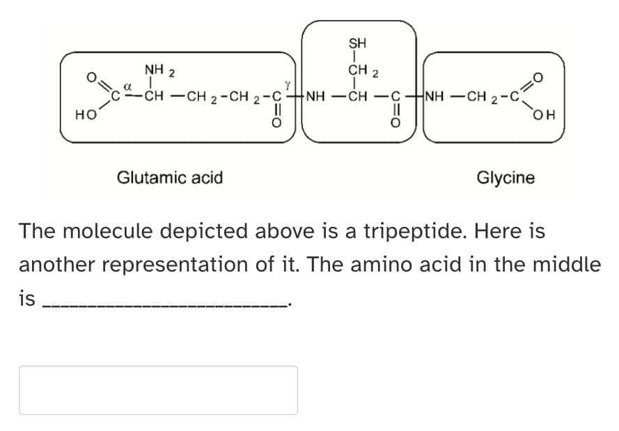 HO
C
SH
I
CH 2
NH 2
-CH-CH 2 -CH 2 -C NH —CH —C
Glutamic acid
|NH —CH 2-C
OH
Glycine
The molecule depicted above is a tripeptide. Here is
another representation of it. The amino acid in the middle
is