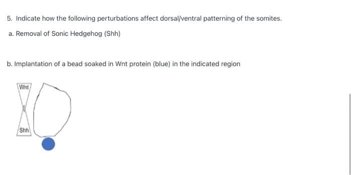 5. Indicate how the following perturbations affect dorsal/ventral patterning of the somites.
a. Removal of Sonic Hedgehog (Shh)
b. Implantation of a bead soaked in Wnt protein (blue) in the indicated region
Wnt
Shh
