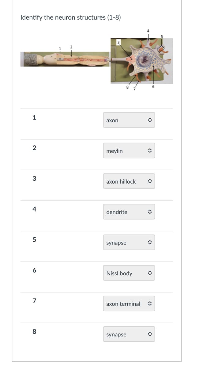 Identify the neuron structures (1-8)
1
2
3
4
5
6
7
8
axon
meylin
axon hillock
dendrite
synapse
Nissl body
axon terminal
synapse
✪
<>
î
û
<>
î
()