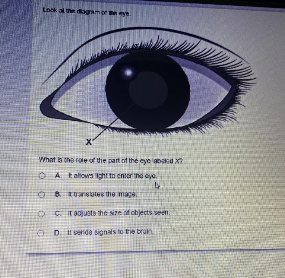 Look al the diagram of the eye.
X'
What Is the role of the part of the eye labeled X?
O A. Itallows light to enter the eye.
B. It translates the image.
C. It adjusts the size of objects seen.
O D. It sends signals to he brain.
