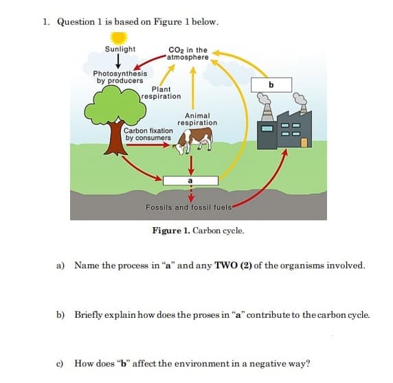 1. Question 1 is based on Figure 1 below.
Sunlight
co2 in the
atmosphere
Photosynthesis
by producers
Plant
respiration
Animal
respiration
Carbon fixation
by consumers
Fossils and fossil fuels
Figure 1. Carbon cycle.
a) Name the process in "a" and any TWO (2) of the organisms involved.
b) Briefly explain how does the proses in "a" contribute to the carbon cycle.
c) How does "b" affect the environment in a negative way?
