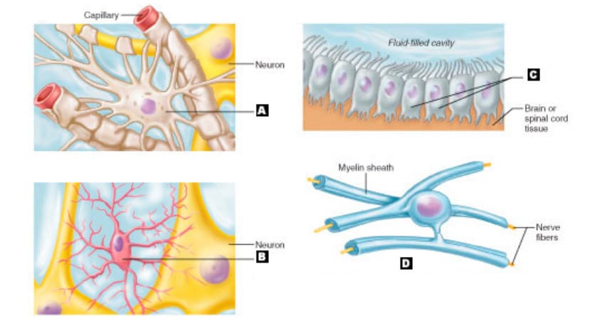Capillary-
-Neuron
A
-Neuron
Alle ding
Fluid-filled cavity
men in d
Myelin sheath
D
C
-Brain or
spinal cord
tissue
-Nerve
fibers