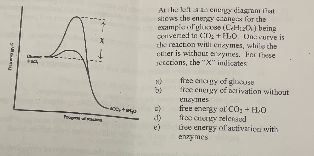 At the left is an energy diagram that
shows the energy changes for the
example of glucose (C6H1206) being
converted to CO2 + H2O. One curve is
the reaction with enzymes, while the
other is without enzymes. For these
reactions, the "X" indicates:
Glucose
+ 60g
a)
b)
free energy of glucose
free energy of activation without
enzymes
free energy of CO2 + H2O
free energy released
free energy of activation with
d)
e)
Progrem af reaction
enzymes
Frec energy, G
