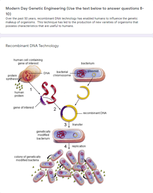 Modern Day Genetic Engineering (Use the text below to answer questions 8-
10)
Over the past 50 years, recombinant DNA technology has enabled humans to influence the genetic
makeup of organisms. This technique has led to the production of new varieties of organisms that
possess characteristics that are useful to humans.
Recombinant DNA Technology
human cell containing
gene of interest
bacterium
plasmid
bacterial
chromosome
DNA
protein
synthesis
human
protein
gene of interest
2
- recombinant DNA
3 transfer
genetically
modified
bacterium
replication
colony of genetically
modified bacteria
