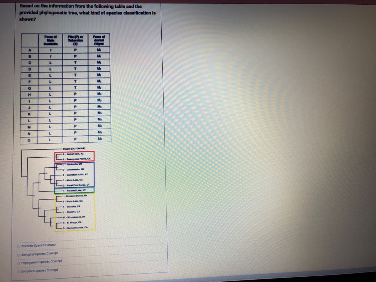 Based on the information from the following table and the
provided phylogenetic tree, what kind of species classification is
shown?
A
B
C
D
E
F
G
H
1
J
K
L
M
N
O
Form of
Male
Genitalia
1
1
L
L
L
L
L
L
L
L
L
L
L
L
L
r
T
Pits) or
Tubercles
E
P
P
T
T
T
T
T
P
P
P
P
P
Р
P
P
O Phenetic Species Concept
O Blological Species Concept
O Phylogenetic Species Concept
O Sympatric Species Concept
Blayple (OUTGROUP)
beaver Dan, AZ
-Twentynine Paime, CA
-Harkavilla, UT
D-Chilchinbio, NM
-Vermilion Cas. AZ
64
-F-Mone Lake, CA
-G-Coral Pink Danes, UT
H-Pyramid Lake, N
-Crescent Dunes, MV
Meno Lake CA
-K-Olancha CA
-Olancha, CA
--Winnemucca, NV
-El Mirage, CA
Lo-Dumont Dunes, CA
Form of
dorsal
ridges
M₁
M₁
FFFFFFFFFF
M
Ma
M₂
M₂