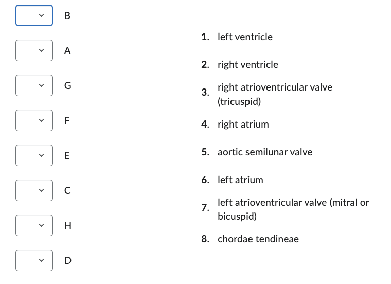 V
B
A
G
F
E
с
H
D
1. left ventricle
2. right ventricle
3.
right atrioventricular valve
(tricuspid)
4. right atrium
5. aortic semilunar valve
6. left atrium
7.
left atrioventricular valve (mitral or
bicuspid)
8. chordae tendineae