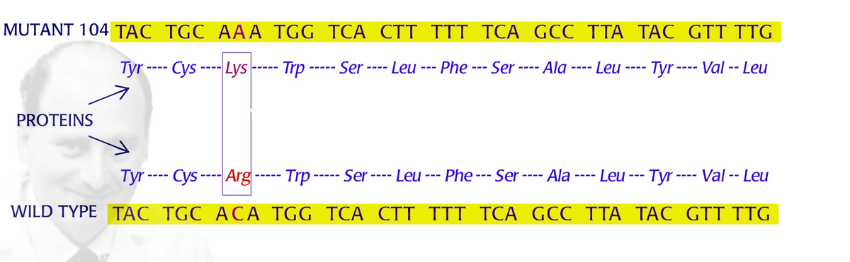 MUTANT 104 TAC TGC AAA TGG TCA CTT TTT TCA GCC TTA TAC GTT TTG
Tyr ---- Cys -
Lys
- Trp
Ser
Leu --- Phe --- Ser -
· Ala
Leu
Tyr ---- Val -- Leu
PROTEINS
Tyr ---- Cys ---- Arg-
Trp
Ser--
Leu --- Phe --- Ser ---- Ala -
Leu --- Tyr ---- Val -- Leu
WILD TYPE TÁC TGC ACA TGG TCA CTT TTT TCA GCC TTA TAC GTT TTG
