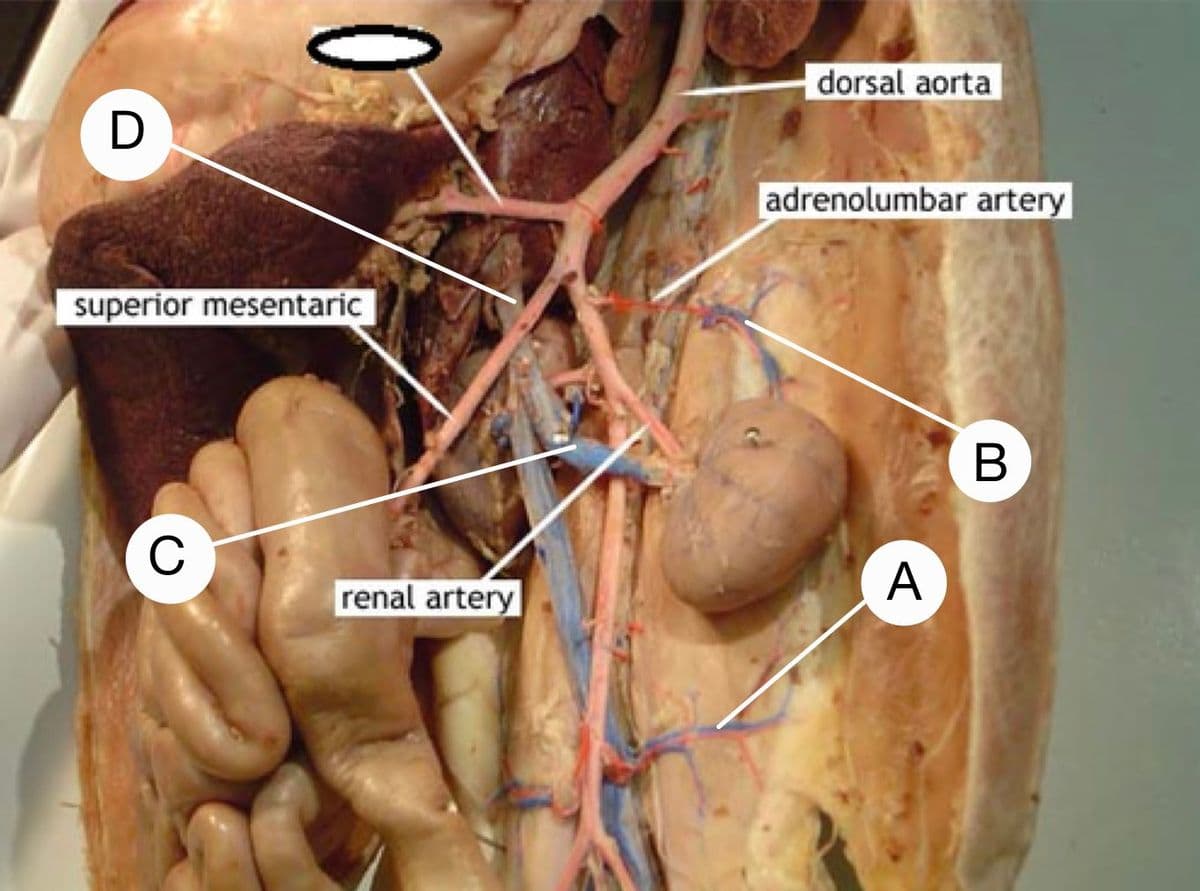dorsal aorta
adrenolumbar artery
superior mesentaric
В
C
renal artery
A
