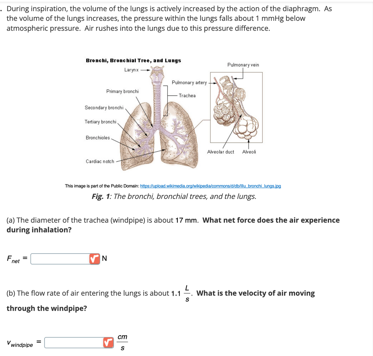 During inspiration, the volume of the lungs is actively increased by the action of the diaphragm. As
the volume of the lungs increases, the pressure within the lungs falls about 1 mmHg below
atmospheric pressure. Air rushes into the lungs due to this pressure difference.
Bronchi, Bronchial Tree, and Lungs
Larynx
Primary bronchi
Secondary bronchi
Tertiary bronchi.
Bronchioles
Cardiac notch
Pulmonary vein
Pulmonary artery
Trachea
Alveolar duct
Alveoli
This image is part of the Public Domain: https://upload.wikimedia.org/wikipedia/commons/d/db/Illu_bronchi_lungs.jpg
Fig. 1: The bronchi, bronchial trees, and the lungs.
(a) The diameter of the trachea (windpipe) is about 17 mm. What net force does the air experience
during inhalation?
Fne
=
net
N
L
(b) The flow rate of air entering the lungs is about 1.1
What is the velocity of air moving
S
through the windpipe?
V windpipe
=
cm
S
