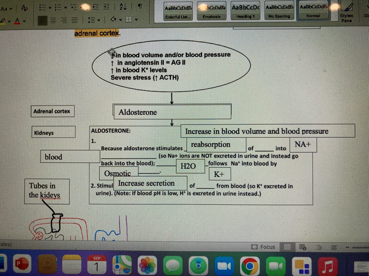 Aa A
V
D. Av
Cates)
Adrenal cortex
Kidneys
blood
Tubes in
the kideys
←=
→=
adrenal cortex.
1.
a +
SEP
1
ALDOSTERONE:
T
Aldosterone
in blood volume and/or blood pressure
↑ in angiotensin II = AG II
↑ in blood K+ levels
Severe stress († ACTH)
AaBbCcDdE
Colorful List...
back into the blood);
Osmotic
Because aldosterone stimulates
اليه
bCcDdE. AaBbCcDc AaBbC.DdE
Emphasis
Heading 1
No Spacing
2. Stimul Increase secretion of
urine). (Note: If blood pH is low, H+ is excreted in urine instead.)
Increase in blood volume and blood pressure
reabsorption
NA+
of
into
(so Na+ ions are NOT excreted in urine and instead go
follows Nat into blood by
H20
K+
0
from blood (so K* excreted in
AaEbCcDdE
Focus
E
Normal
O
☐
E
S
Styles DI
Pane