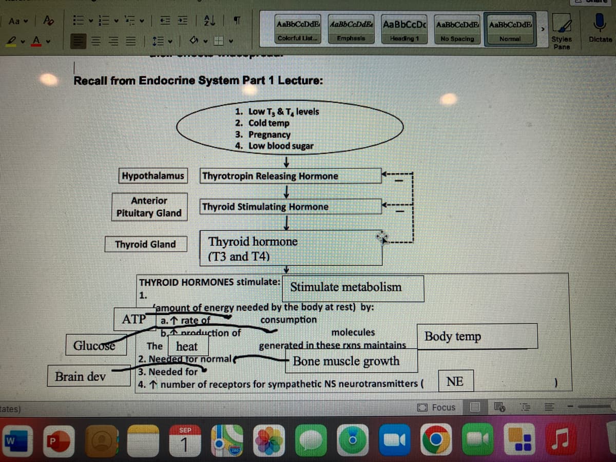 Aa v P₂
D.A.
tates)
W
P
Brain dev
Glucose
E
Recall from Endocrine System Part 1 Lecture:
Hypothalamus
Anterior
Pituitary Gland
Thyroid Gland
1.
AL
ATP
T
AnHbCoDdE
Colorful List...
SEP
1
1. Low T₂ & T, levels
2. Cold temp
3. Pregnancy
4. Low blood sugar
THYROID HORMONES stimulate:
Thyrotropin Releasing Hormone
Thyroid Stimulating Hormone
Thyroid hormone
(T3 and T4)
AaBbCcDds.
Emphasis
famount of energy needed by the body at rest) by:
a. ↑ rate of
consumption
production of
b
The heat
2. Needed for normale
3. Needed for
4. ↑ number of receptors for sympathetic NS neurotransmitters (
AaBbCcDd AaBbCcDdE
Heading 1
No Spacing
Stimulate metabolism
molecules
generated in these rxns maintains
Bone muscle growth
O
Body temp
NE
Focus
E
AaBbCaDdE
Normal
Styles
Pane
:)
E -
Dictate