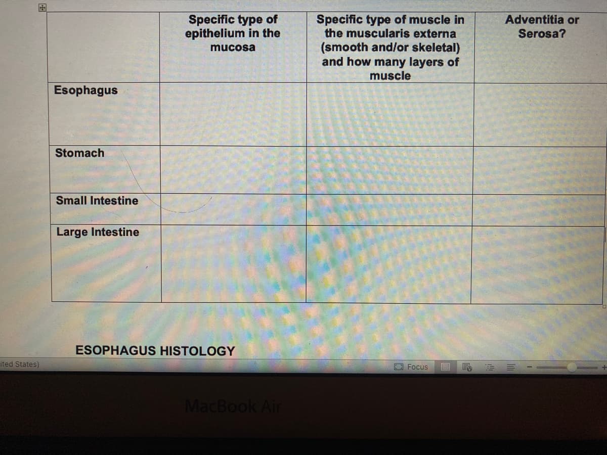 ited States)
Esophagus
Stomach
Small Intestine
Large Intestine
Specific type of
epithelium in the
mucosa
ESOPHAGUS HISTOLOGY
MacBook Air
Specific type of muscle in
the muscularis externa
(smooth and/or skeletal)
and how many layers of
muscle
Focus
E
ES
Adventitia or
Serosa?