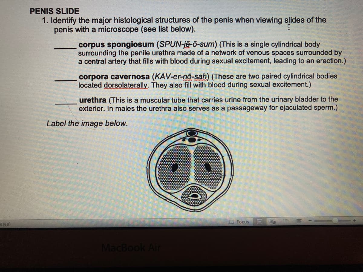 ates)
PENIS SLIDE
1. Identify the major histological structures of the penis when viewing slides of the
penis with a microscope (see list below).
corpus spongiosum (SPUN-je-o-sum) (This is a single cylindrical body
surrounding the penile urethra made of a network of venous spaces surrounded by
a central artery that fills with blood during sexual excitement, leading to an erection.)
corpora cavernosa (KAV-er-no-sah) (These are two paired cylindrical bodies
located dorsolaterally. They also fill with blood during sexual excitement.)
urethra (This is a muscular tube that carries urine from the urinary bladder to the
exterior. In males the urethra also serves as a passageway for ejaculated sperm.)
Label the image below.
MacBook Air
Focus
F
E
+