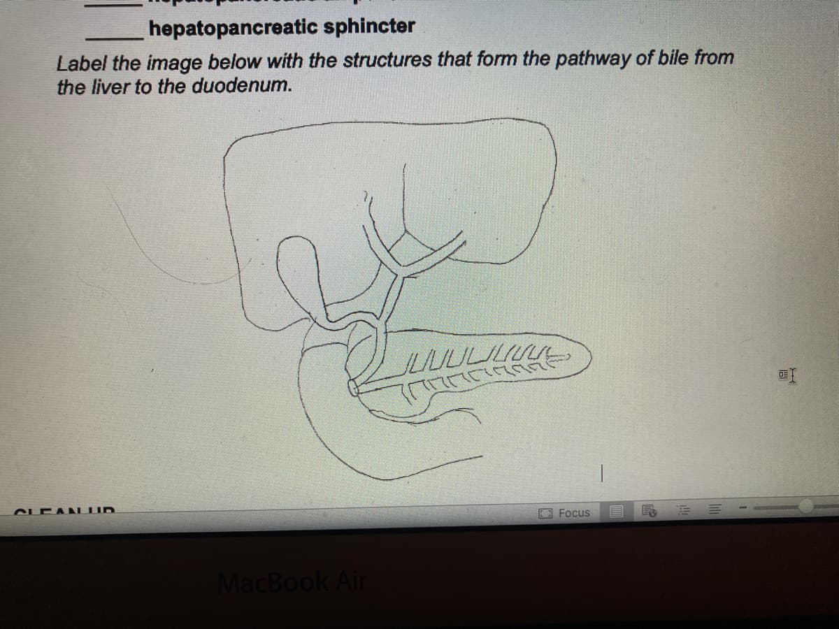 hepatopancreatic sphincter
Label the image below with the structures that form the pathway of bile from
the liver to the duodenum.
CLEANLUID
MacBook Air
الالالالالا
Focus
E
E
@Į