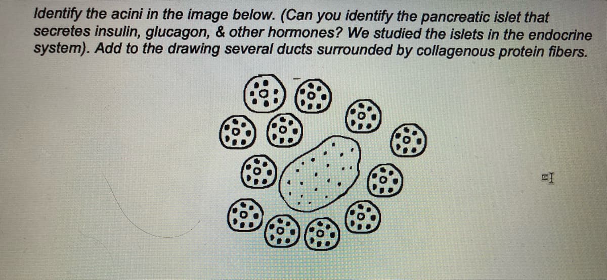 Identify the acini in the image below. (Can you identify the pancreatic islet that
secretes insulin, glucagon, & other hormones? We studied the islets in the endocrine
system). Add to the drawing several ducts surrounded by collagenous protein fibers.