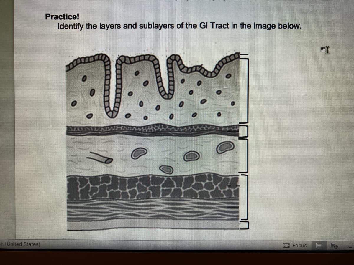 h (United States)
Practice!
Identify the layers and sublayers of the GI Tract in the image below.
AAM
Focus