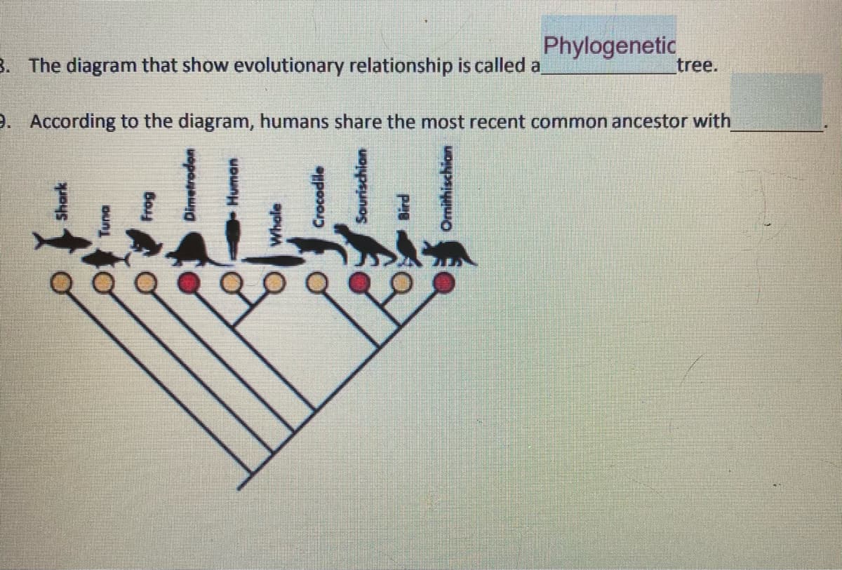 Phylogenetic
tree.
3. The diagram that show evolutionary relationship is called a
9. According to the diagram, humans share the most recent common ancestor with

