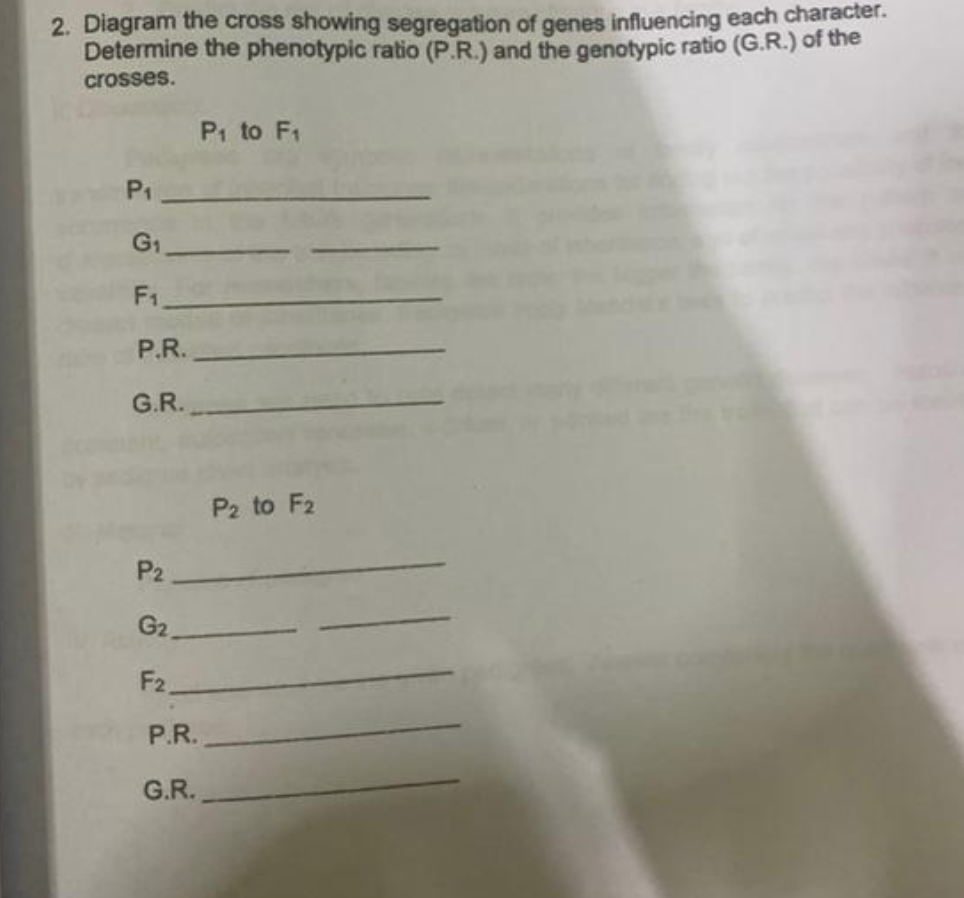 2. Diagram the cross showing segregation of genes influencing each character.
Determine the phenotypic ratio (P.R.) and the genotypic ratio (G.R.) of the
crosses.
P1 to F1
P1
G1
F1
P.R.
G.R.
P2 to F2
P2
G2.
F2.
P.R.
G.R.
