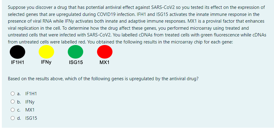 Suppose you discover a drug that has potential antiviral effect against SARS-CoV2 so you tested its effect on the expression of
selected genes that are upregulated during COVID19 infection. IFH1 and ISG15 activates the innate immune response in the
presence of viral RNA while IFNy activates both innate and adaptive immune responses. MX1 is a proviral factor that enhances
viral replication in the cell. To determine how the drug affect these genes, you performed microarray using treated and
untreated cells that were infected with SARS-CoV2. You labelled cDNAs from treated cells with green fluorescence while cDNAs
from untreated cells were labelled red. You obtained the following results in the microarray chip for each gene:
IF1H1
IFNY
ISG15
MX1
Based on the results above, which of the following genes is upregulated by the antiviral drug?
a. IF1H1
O b. IFNY
C.
MX1
d. ISG15