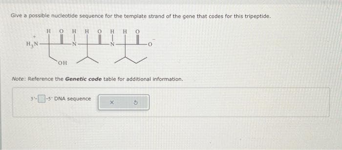 Give a possible nucleotide sequence for the template strand of the gene that codes for this tripeptide.
0 H H 0
H
OH
H
H
ILL
Note: Reference the Genetic code table for additional information.
3¹--5 DNA sequence
X