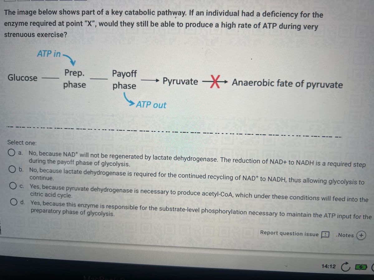 The image below shows part of a key catabolic pathway. If an individual had a deficiency for the
enzyme required at point "X", would they still be able to produce a high rate of ATP during very
strenuous exercise?
ATP in
Glucose
Prep.
phase
Payoff
phase
ļ
-
MacRoc
Pyruvate →→→ Anaerobic fate of pyruvate
ATP out
▬OD
OF 1-
HP
01 --
Select one:
O a. No, because NAD* will not be regenerated by lactate dehydrogenase. The reduction of NAD+ to NADH is a required step
during the payoff phase of glycolysis.
O b.
No, because lactate dehydrogenase is required for the continued recycling of NAD+ to NADH, thus allowing glycolysis to
continue.
Oc. Yes, because pyruvate dehydrogenase is necessary to produce acetyl-CoA, which under these conditions will feed into the
citric acid cycle.
Od.
Yes, because this enzyme is responsible for the substrate-level phosphorylation necessary to maintain the ATP input for the
preparatory phase of glycolysis.
DE
Report question issue Notes +
14:12 (
CE