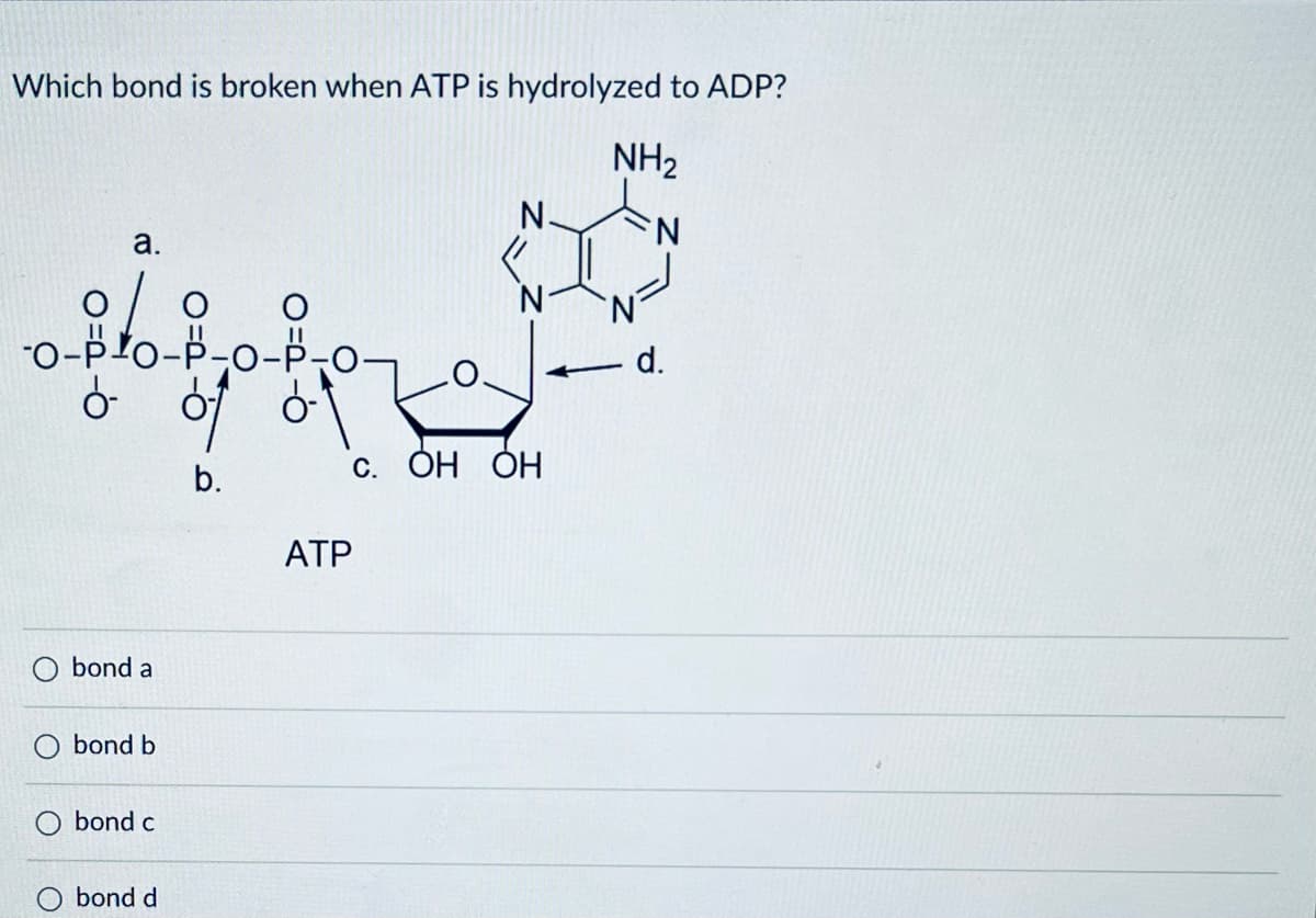 Which bond is broken when ATP is hydrolyzed to ADP?
a.
NH2
N.
N
O-PO-P-O-P
ó-
d.
b.
с. ОН ОН
bond a
O bond b
bond c
bond d
ATP