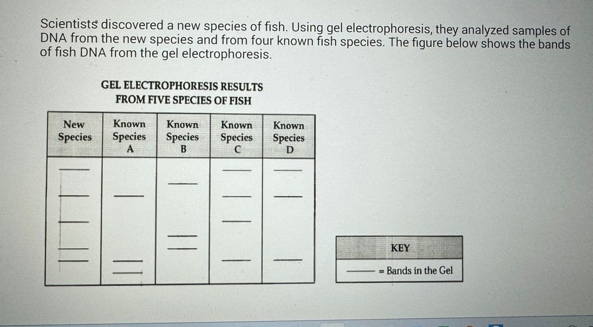 Scientists discovered a new species of fish. Using gel electrophoresis, they analyzed samples of
DNA from the new species and from four known fish species. The figure below shows the bands
of fish DNA from the gel electrophoresis.
GEL ELECTROPHORESIS RESULTS
FROM FIVE SPECIES OF FISH
New
Species
Known Known Known
Species Species Species
A
Known
Species
B
C
D
KEY
Bands in the Gel