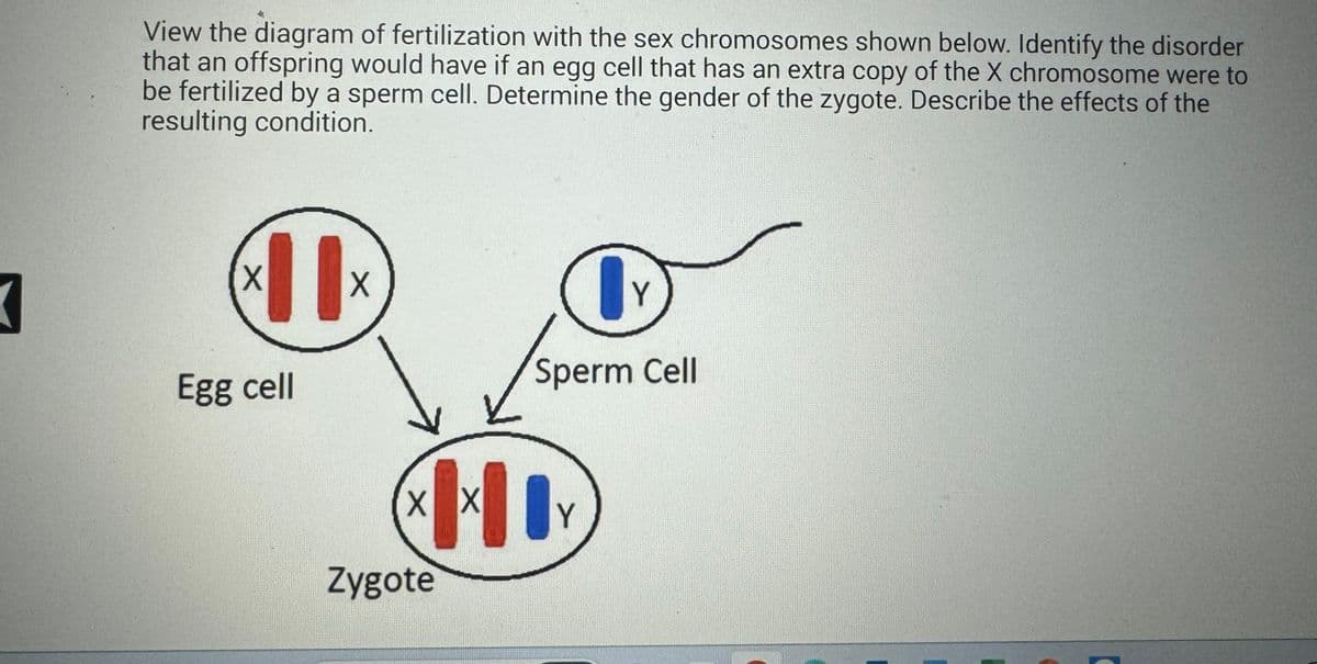 3
View the diagram of fertilization with the sex chromosomes shown below. Identify the disorder
that an offspring would have if an egg cell that has an extra copy of the X chromosome were to
be fertilized by a sperm cell. Determine the gender of the zygote. Describe the effects of the
resulting condition.
X
11x
X
Egg cell
X X
MI
Y
Zygote
Y
Sperm Cell