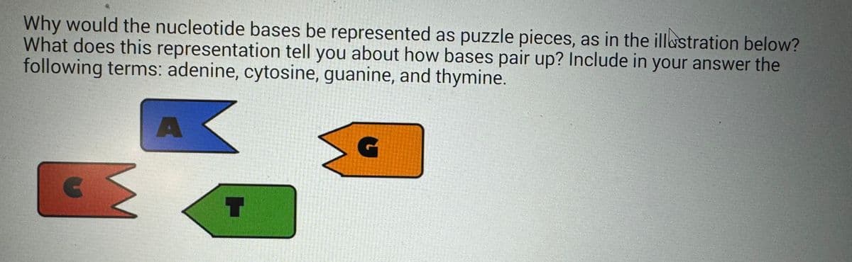 Why would the nucleotide bases be represented as puzzle pieces, as in the illustration below?
What does this representation tell you about how bases pair up? Include in your answer the
following terms: adenine, cytosine, guanine, and thymine.
A
T