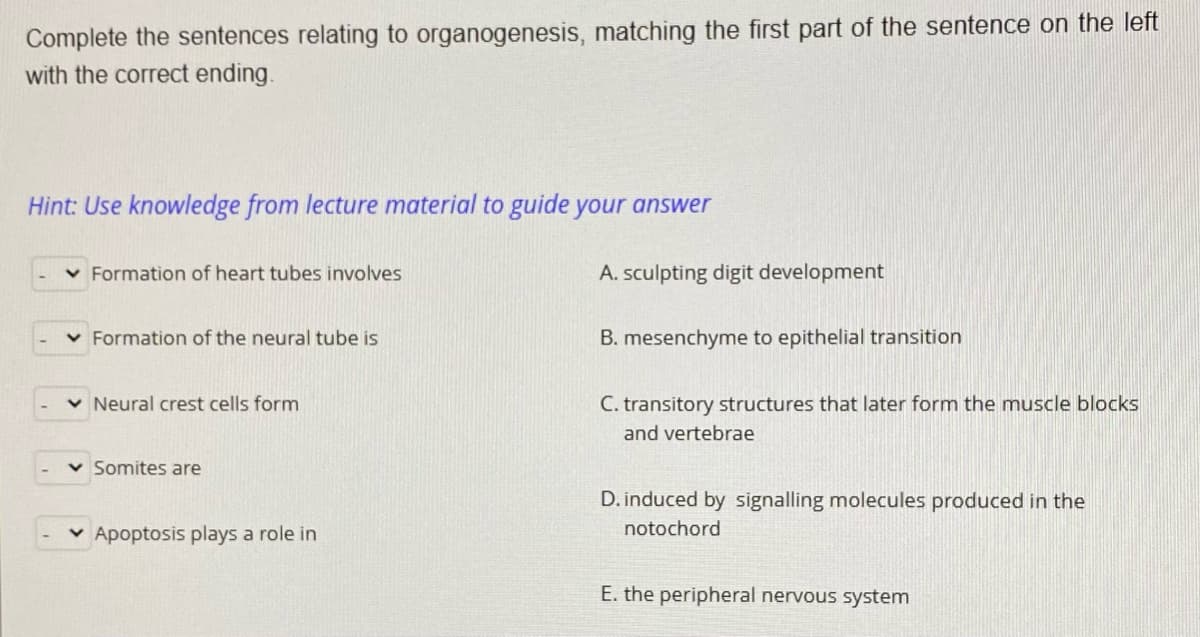 Complete the sentences relating to organogenesis, matching the first part of the sentence on the left
with the correct ending.
Hint: Use knowledge from lecture material to guide your answer
Formation of heart tubes involves
A. sculpting digit development
v Formation of the neural tube is
B. mesenchyme to epithelial transition
v Neural crest cells form
C. transitory structures that later form the muscle blocks
and vertebrae
v Somites are
D. induced by signalling molecules produced in the
notochord
v Apoptosis plays a role in
E. the peripheral nervous system
